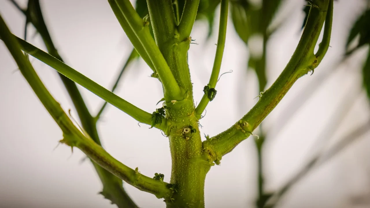 Always use a sharp tool such as scissors, knife, or a scalpel, to avoid crushing the base of the stem while removing the clones.